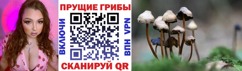 что такое   Чишмы  Галлюциногенные грибы MAGIC MUSHROOMS 